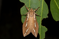 Abantiades latipennis