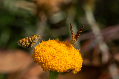 Chrysolarentia chrysocyma