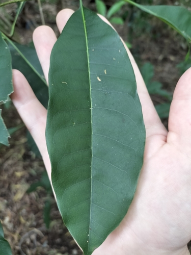 Image of Chionanthus ramiflorus by (c) Matthew Borella, some rights reserved (CC BY)