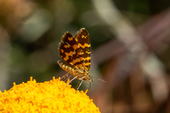 Chrysolarentia chrysocyma