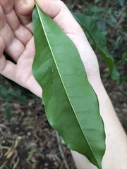 Chionanthus ramiflorus