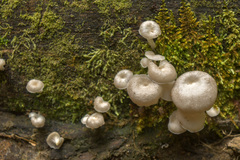 Lentinus concavus