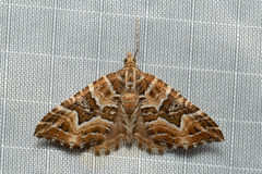 Chrysolarentia interruptata