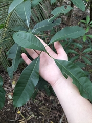 Chionanthus ramiflorus
