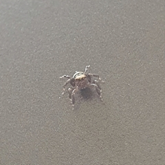 Thorelliola ensifera