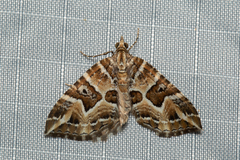 Chrysolarentia interruptata