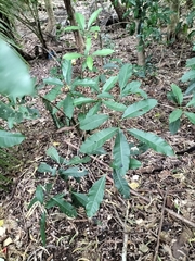 Chionanthus ramiflorus