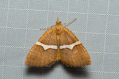 Chrysolarentia leucozona