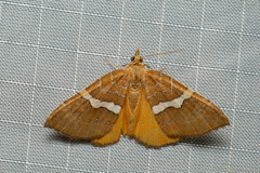 Chrysolarentia leucozona