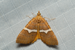 Chrysolarentia leucozona