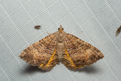Chrysolarentia