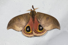 Automeris arminia