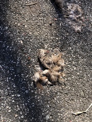 Didelphis virginiana