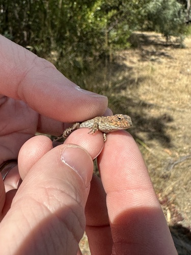 Mountain Heath Dragon
