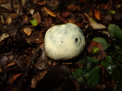 Rossbeevera pachydermis