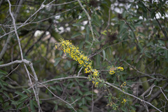 Berberis nevinii