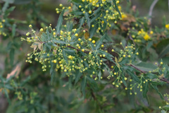 Berberis nevinii
