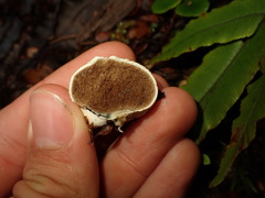 Rossbeevera pachydermis