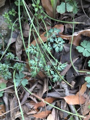 Changium smyrnioides