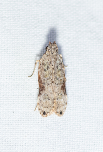 Tituacia deviella Walker, 1864