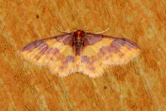 Lophosis labeculata