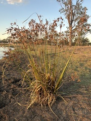Fimbristylis dichotoma