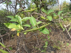 Cryptolepis buchananii