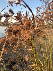 Fimbristylis dichotoma