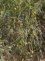 Solanum linearifolium