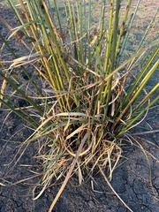 Fimbristylis dichotoma