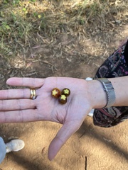 Solanum linearifolium