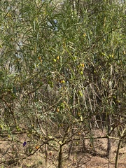 Solanum linearifolium