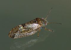 Psylla apicalis