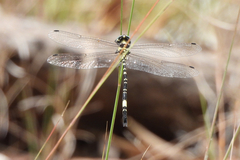 Parasynthemis regina
