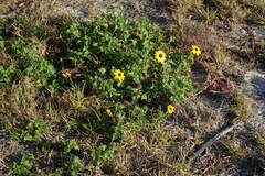 Helianthus debilis