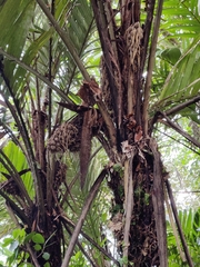 Cocoseae