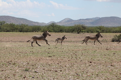 Equus zebra hartmannae