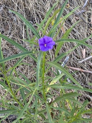 Solanum linearifolium