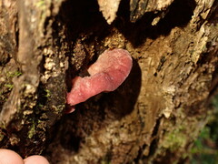 Aurantiporus pulcherrimus