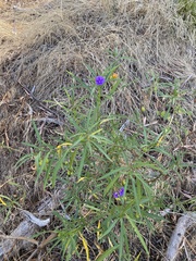 Solanum linearifolium
