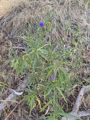 Solanum linearifolium