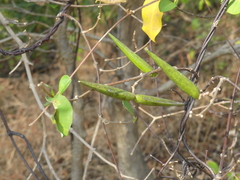 Cryptolepis buchananii