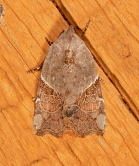 Gonodes liquida