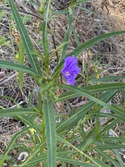 Solanum linearifolium