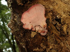 Aurantiporus pulcherrimus