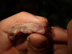 Aurantiporus pulcherrimus