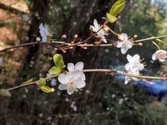 Prunus avium