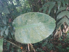 Calathea lutea