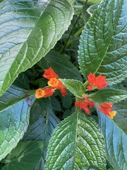 Chrysothemis