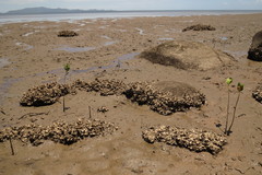 Saccostrea